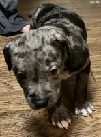 Merle, a male American Pit Bull Terrier for sale in Radford, VA – 1 of 4