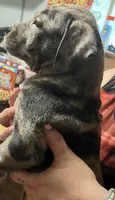Merle, a male American Pit Bull Terrier for sale in Radford, VA – 2 of 4