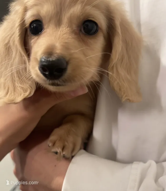 Daisy – Miniature Dachshund puppy for sale in Chino Hills, CA
