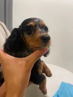 Ruby, a female Miniature Dachshund for sale in Foothill Ranch, CA – 2 of 2