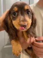 Loki, a male Miniature Dachshund for sale in Foothill Ranch, CA – 2 of 4