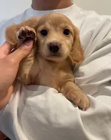 Luca, a male Miniature Dachshund for sale in Chino Hills, CA – 2 of 3