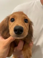 Tammi shaded, a female Miniature Dachshund for sale in Chino Hills, CA – 2 of 3