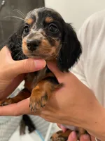 Miumiu , a female Miniature Dachshund for sale in Chino Hills, CA – 2 of 3
