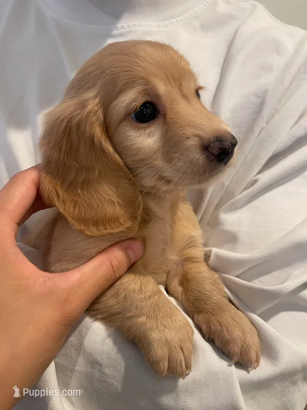 Luca – Miniature Dachshund puppy for sale in Chino Hills, CA