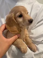 Luca, a male Miniature Dachshund for sale in Chino Hills, CA – 1 of 3