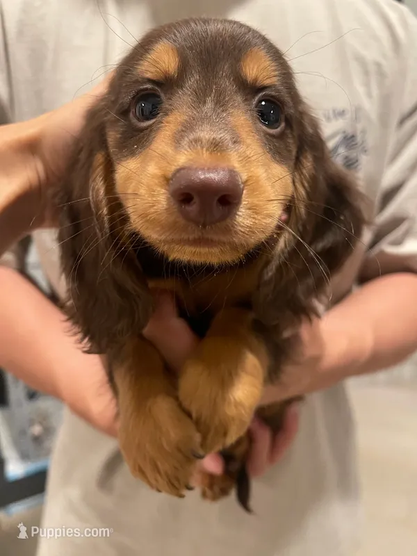 Loki – Miniature Dachshund puppy for sale in Foothill Ranch, CA