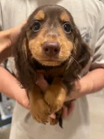Loki, a male Miniature Dachshund for sale in Foothill Ranch, CA – 1 of 4