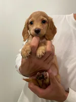 Momo, a male Miniature Dachshund for sale in Chino Hills, CA – 2 of 2