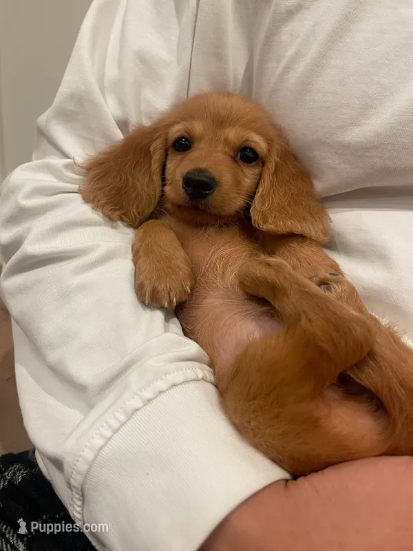 Moon – Miniature Dachshund puppy for sale in Chino Hills, CA