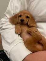 Moon, a female Miniature Dachshund for sale in Chino Hills, CA – 1 of 4
