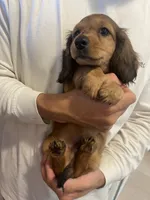 Cookie, a male Miniature Dachshund for sale in Foothill Ranch, CA – 4 of 4