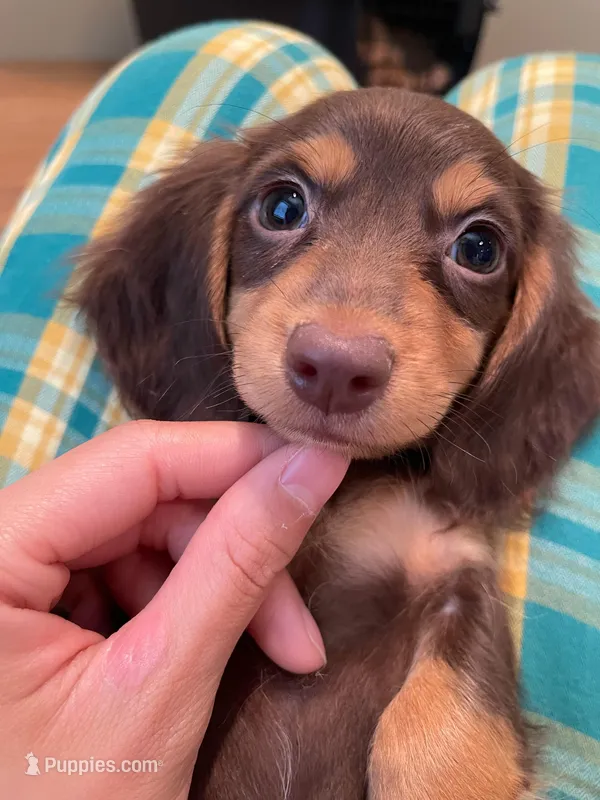 Bubble, a female Miniature Dachshund for sale in Chino Hills, CA – Photo 1 of 3
