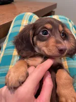 Bubble, a female Miniature Dachshund for sale in Chino Hills, CA – Photo 3 of 3