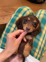 Bubble, a female Miniature Dachshund for sale in Chino Hills, CA – Photo 2 of 3