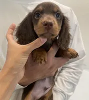 Kyle , a male Miniature Dachshund for sale in Foothill Ranch, CA – 1 of 4