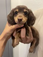 choco, a female Miniature Dachshund for sale in Foothill Ranch, CA – 2 of 3