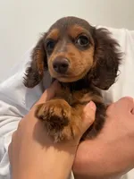Mika, a female Miniature Dachshund for sale in Chino Hills, CA – 1 of 2