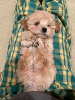 Louis, a male Maltipoo for sale in Chino Hills, CA – 3 of 3