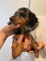 Puff, a female Miniature Dachshund for sale in Chino Hills, CA – 3 of 3