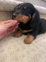 Kimmo , a male Miniature Dachshund for sale in Chino Hills, CA – Photo 2 of 2