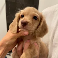 Kiwi Cream, a male Miniature Dachshund for sale in Chino Hills, CA – 1 of 3
