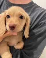 Kiwi Cream, a male Miniature Dachshund for sale in Chino Hills, CA – 2 of 3