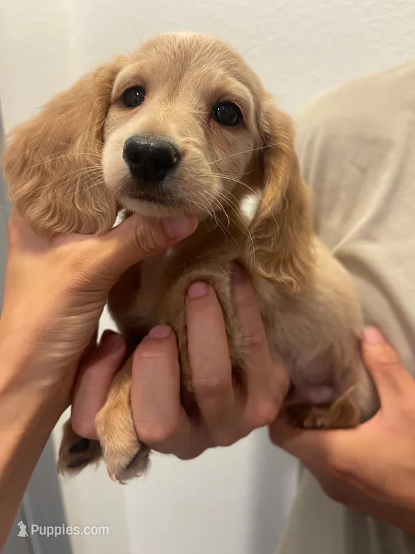 creamy – Miniature Dachshund puppy for sale in Foothill Ranch, CA