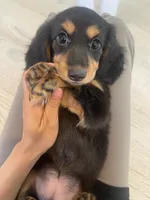 Tammi, a female Miniature Dachshund for sale in Foothill Ranch, CA – 2 of 4