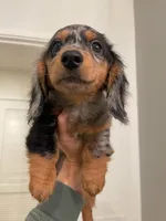 Kiwi, a female Miniature Dachshund for sale in Chino Hills, CA – Photo 2 of 3