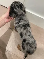 Kiwi, a female Miniature Dachshund for sale in Chino Hills, CA – Photo 3 of 3