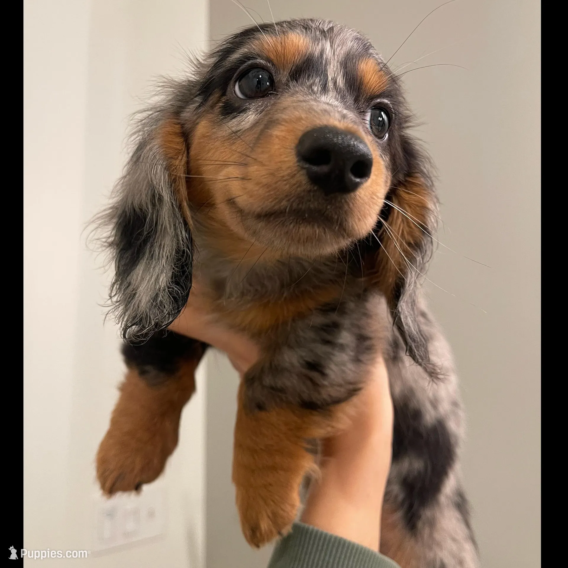 Kiwi, a female Miniature Dachshund for sale in Chino Hills, CA – Photo 1 of 3