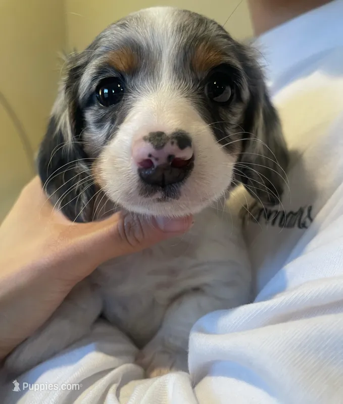 Charlie  – Miniature Dachshund puppy for sale in Chino Hills, CA