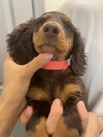 Kimi, a male Miniature Dachshund for sale in Foothill Ranch, CA – 2 of 3