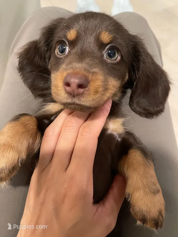 choco – Miniature Dachshund puppy for sale in Foothill Ranch, CA