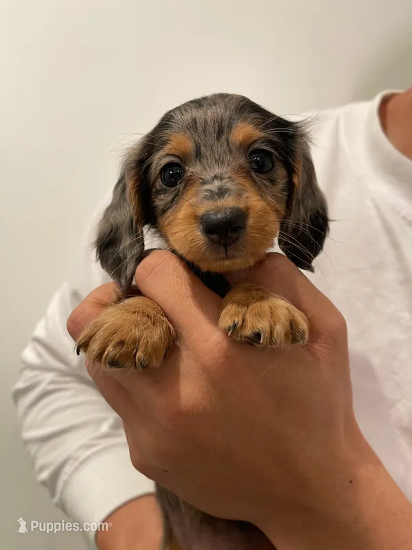 Miya – Miniature Dachshund puppy for sale in Chino Hills, CA