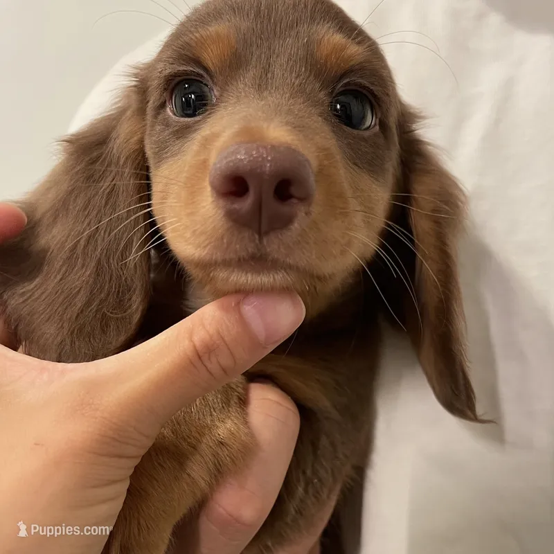 Louis light chocolate – Miniature Dachshund puppy for sale in Chino Hills, CA