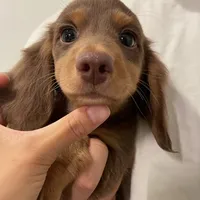 Louis light chocolate, a male Miniature Dachshund for sale in Chino Hills, CA – 1 of 3