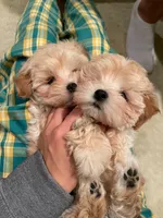 Charlie, a male Maltipoo for sale in Chino Hills, CA – 2 of 2