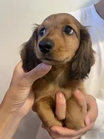 Cookie, a male Miniature Dachshund for sale in Foothill Ranch, CA – 2 of 4