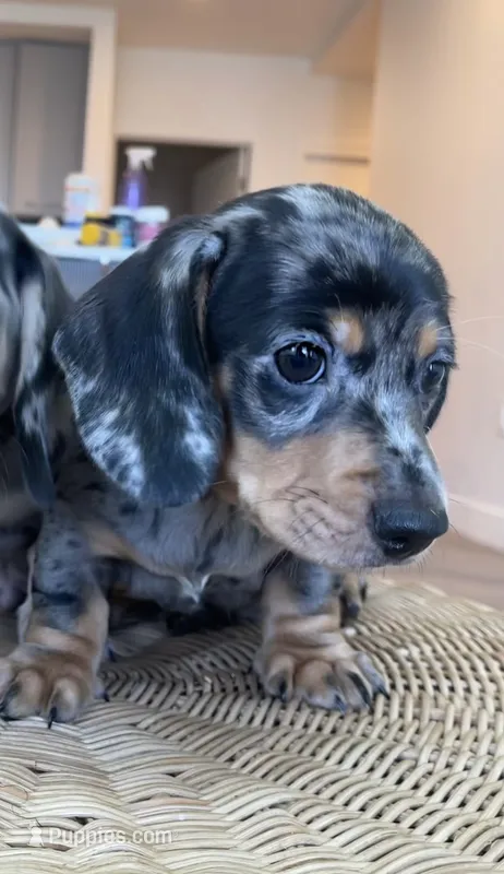 Leo – Miniature Dachshund puppy for sale in Chino Hills, CA