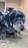 Leo, a male Miniature Dachshund for sale in Chino Hills, CA – 1 of 2