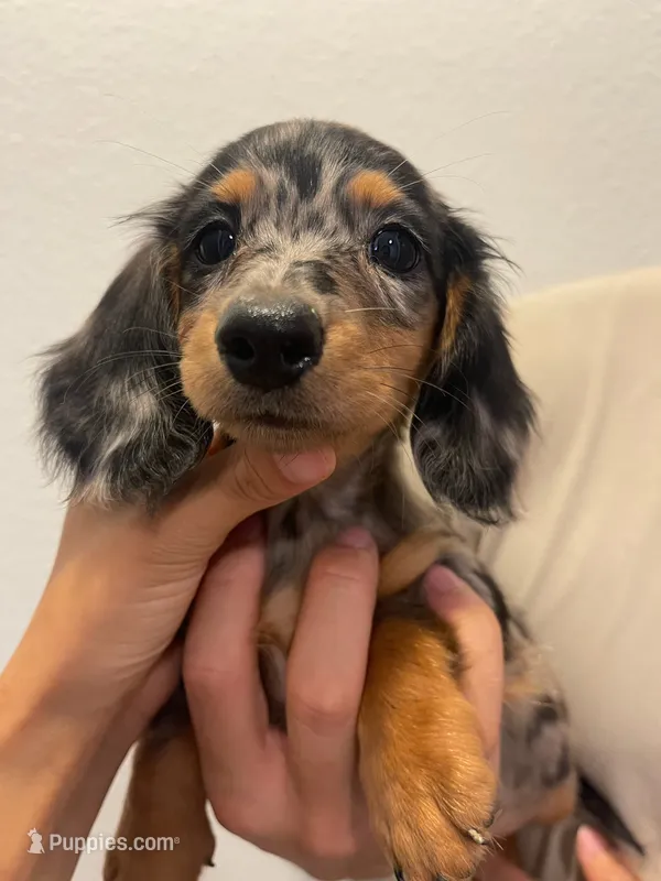 Cookie – Miniature Dachshund puppy for sale in Foothill Ranch, CA