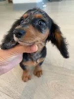 Dora, a female Miniature Dachshund for sale in Foothill Ranch, CA – 2 of 2