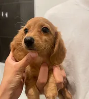 Blondie , a female Miniature Dachshund for sale in Chino Hills, CA – 2 of 4