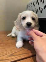 Coconut, a female Miniature Dachshund for sale in Chino Hills, CA – Photo 2 of 2