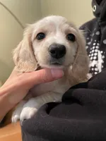 Coconut, a female Miniature Dachshund for sale in Chino Hills, CA – Photo 1 of 2