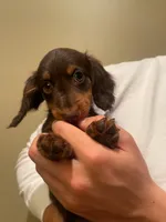 Nana, a female Miniature Dachshund for sale in Chino Hills, CA – Photo 1 of 2