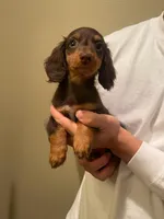 Nana, a female Miniature Dachshund for sale in Chino Hills, CA – Photo 2 of 2