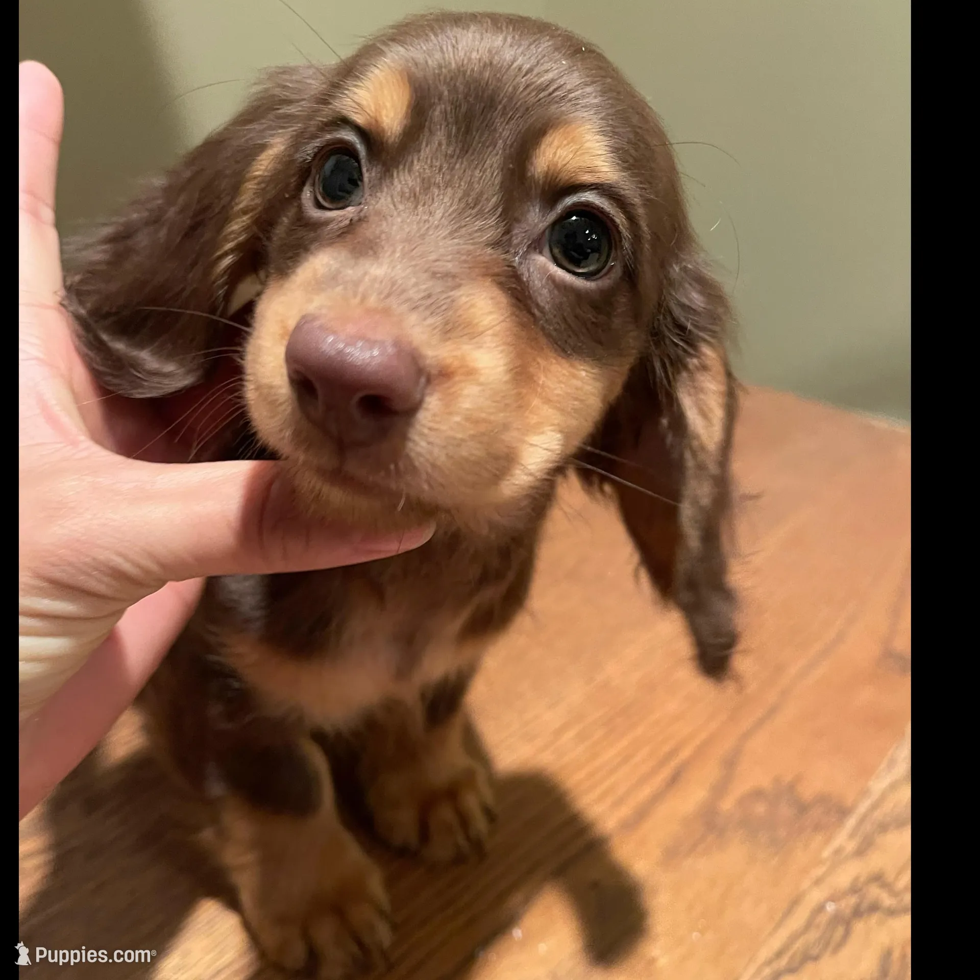 Choco, a male Miniature Dachshund for sale in Chino Hills, CA – Photo 1 of 2